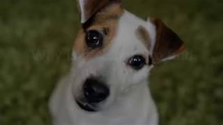 Andrew Smith Kelowna Realtor and Buster