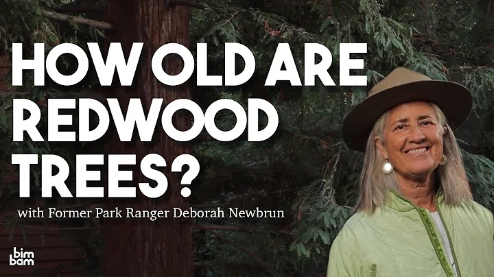 How Old Are Redwood Trees?