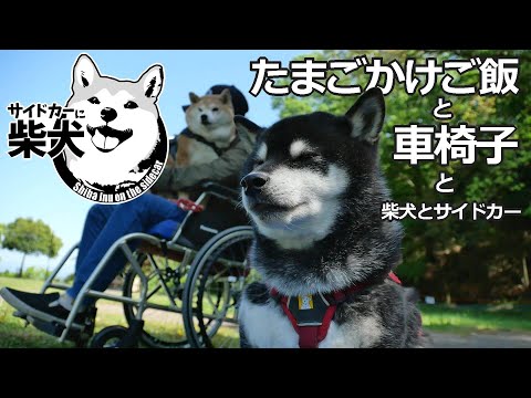 たまごかけご飯と車椅子と柴犬とサイドカー【サイドカーに柴犬 #124 Rice with egg, wheelchair, Shiba Inu and sidecar】