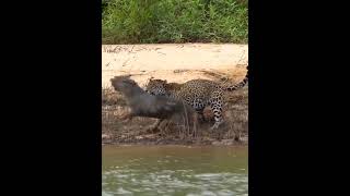 Animal Hunting | Rat hunted by leopard | Leopard power