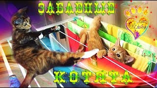 №14 СМеШныЕ КОТЯТА!!! МаРкиЗА и КарАМеЛьКА ВЕСЕЛЯТСЯ:))) ПРИКОЛЫ!!!