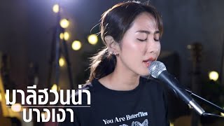 บางเงา-มาลีฮวนน่า | cover แพร ธนารัตน์