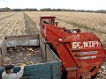 Производство семян кукурузы - 1