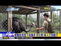 「西瓜」撞車啦！餐廳鴕鳥逃脫上路遭警當街壓制@newsebc
