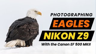 Nikon Z9 - Lets Photograph Alaska's Winter Bald Eagles!