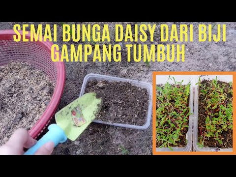 Video: Info Tanaman Dimorphotheca – Pelajari Tentang Menanam Tanaman Dimorphotheca