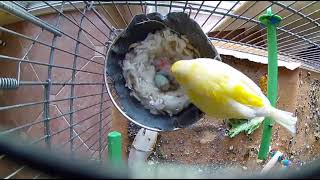 Waterslager Canary’s first clutch and hatchling