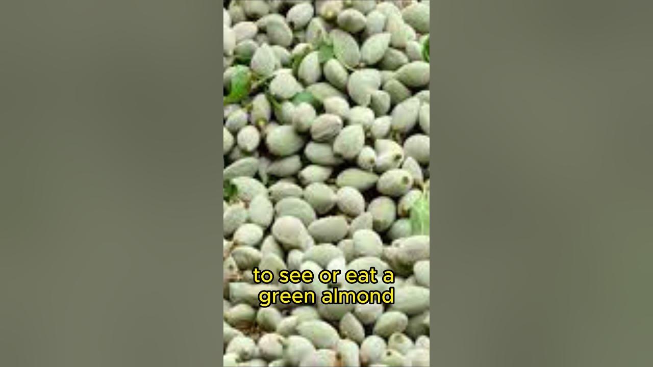 WHAT DOES IT MEAN TO SEE GREEN ALMOND IN DREAM/BIBLE MEANING