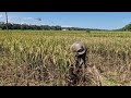 MAXIMUM RICE HARVEST WITH THIS SUPER SHARP FARM TOOL! - tools agriculture