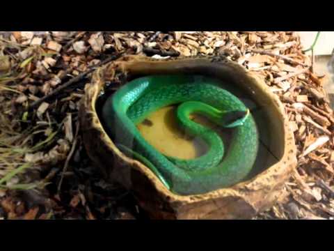 Зелёная древесная гадюка.The green tree viper