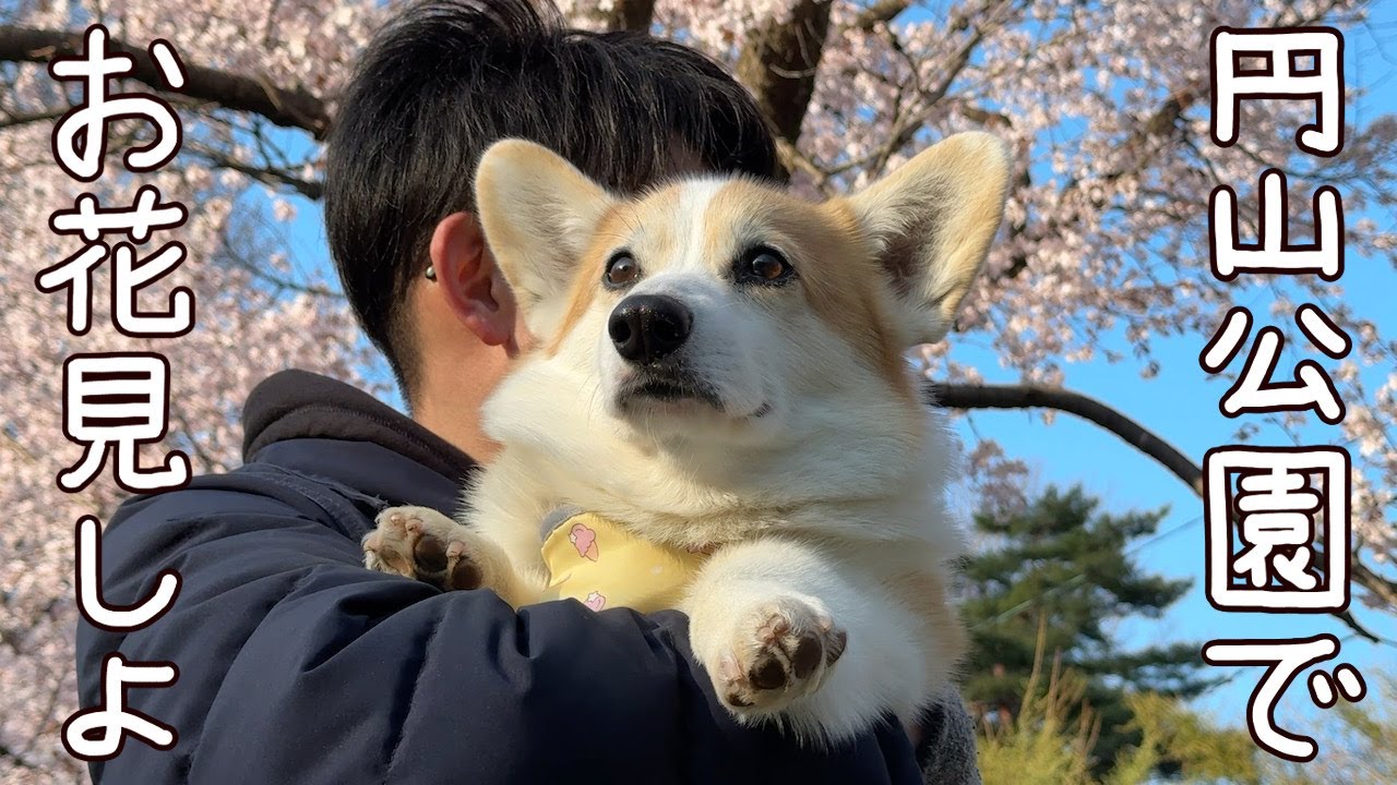 【北海道 札幌】円山公園でお花見しよう