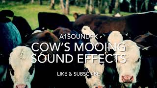 🐄 Cow’s Mooing Sound Effects