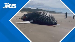 Dead humpback whale washes ashore in Oregon