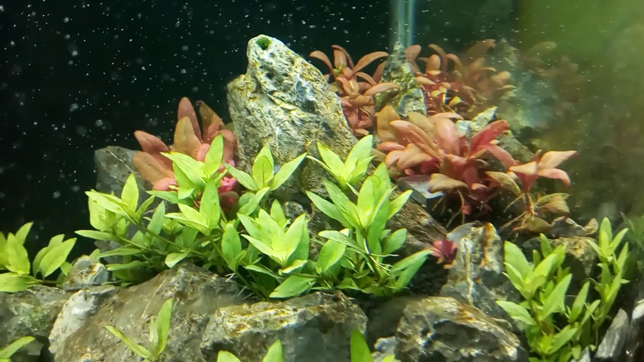 Diatoms!!!!!!(brown algae ) in planted tank. - MaxresDefault