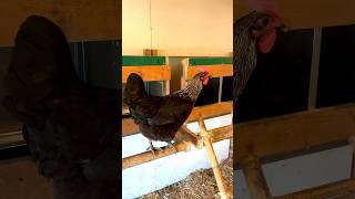 The egg-laying song #chickencoop #henhouse #hühnerstall #farm #bauernhof #chickens #hühner #farming