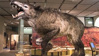 13 LARGEST Land Mammals Ever