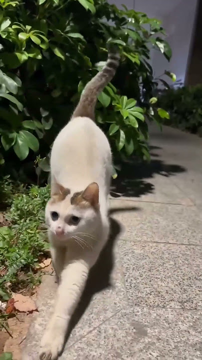 #cat #funny #happycats #catmemes #music #memes #trending #trendingshorts #new #reels