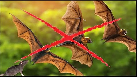 Bat Evolution Doesn