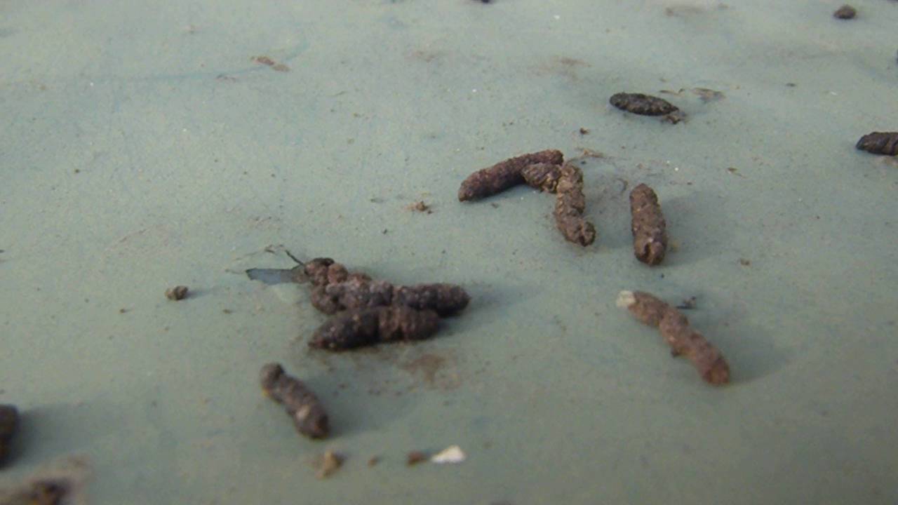 防除研究所のコウモリ駆除の取り組み 駆除スプレー コウモリ駆除no 1