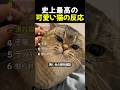 史上最高の可愛い猫の反応 TOP6