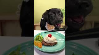 #dog #eating #food