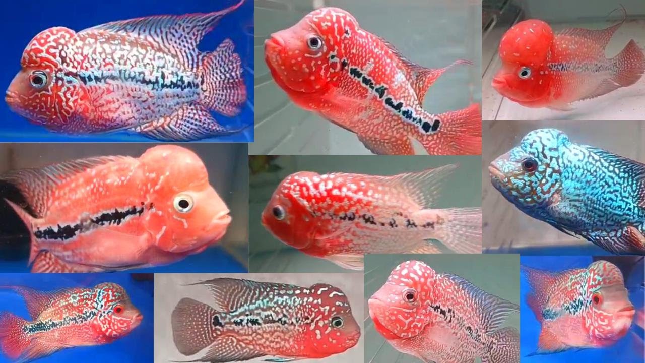 PREMIUM QUALITY IMPORTED KAMFA / ROYAL AQUATICS INDIA / CHENNAI / தமிழ்