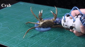 Tentacle Robot is First to Mimic Octopus