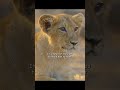 The way of life here—the cub must master it as quickly as possible. #wildlife #animals #shorts