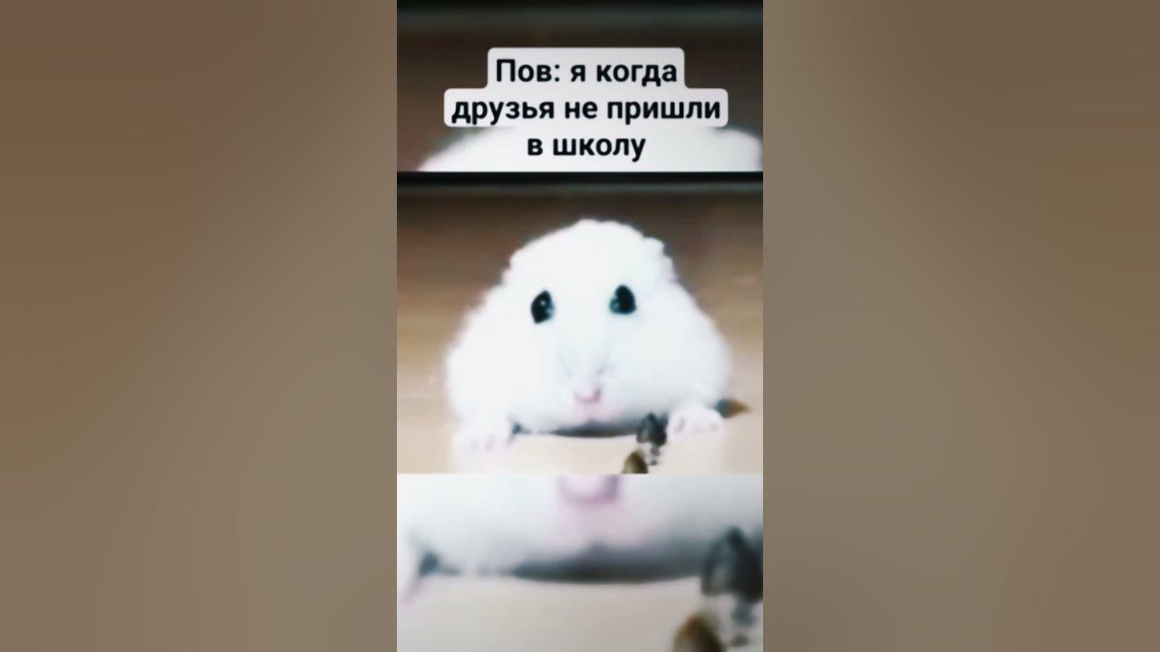 Грустный хомяк мем новогодний