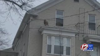 Dogs, chickens removed from squalid Woonsocket house