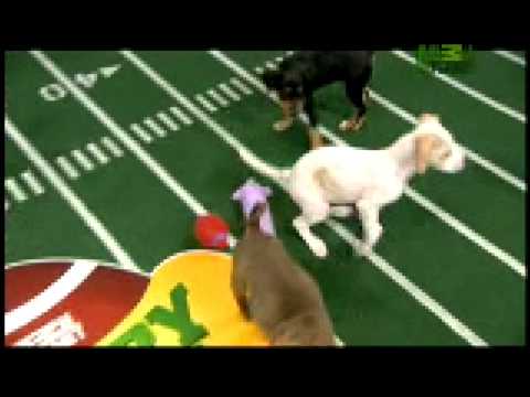 Puppy Bowl Classic - Tackles and Fumbles