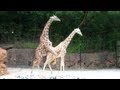 Mating Giraffes "Sexual Education" On The Sixth Try This Male Giraffe Succeeds...