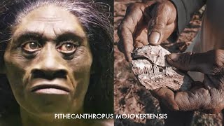 Ternyata Begini Jejak Manusia Purba PITHECANTHROPUS MOJOKERTENSIS Manusia Kera Dari Mojokerto