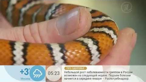 Самые трусливые. Прячет ли страус голову в песок?