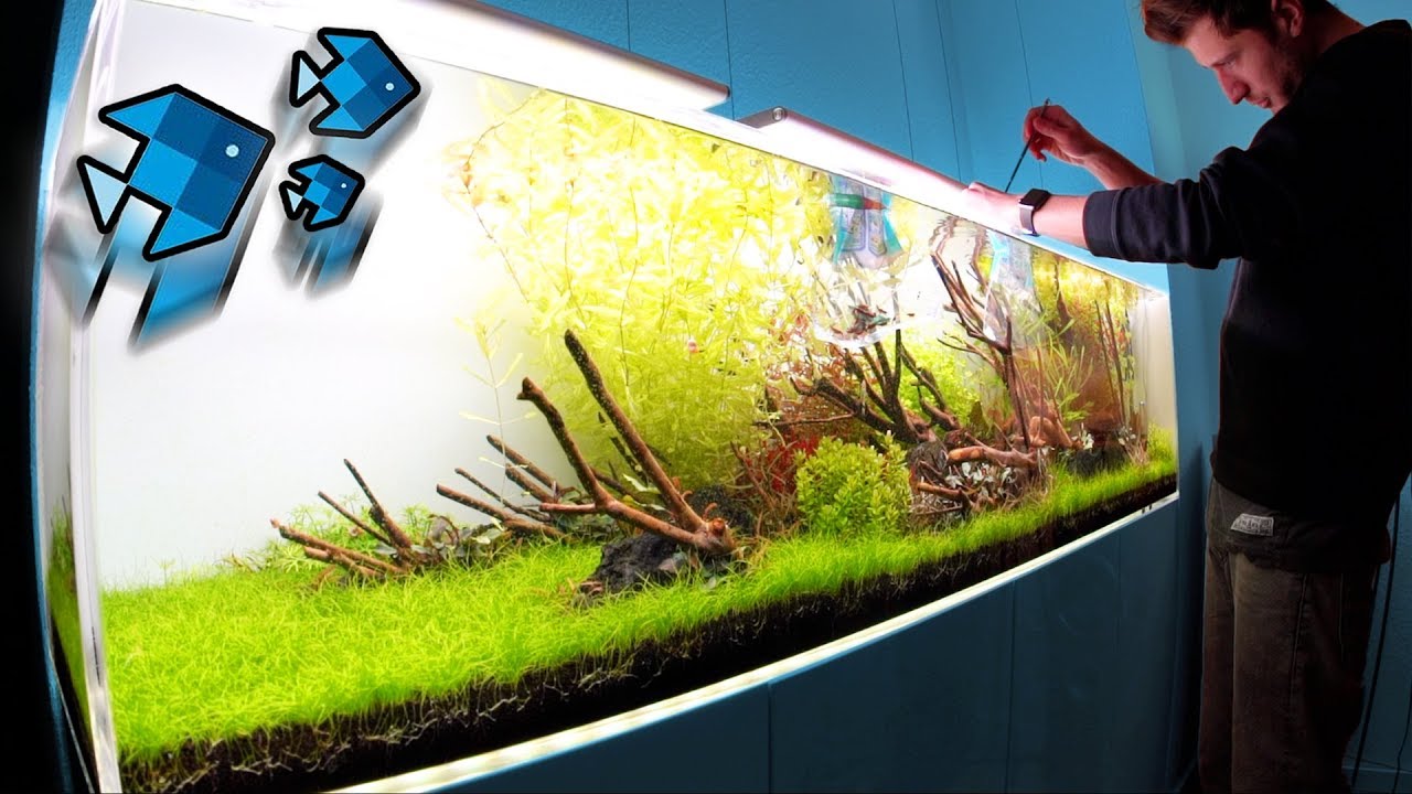 70 neue Tiere im XXL Aquarium! 😲 YouTube