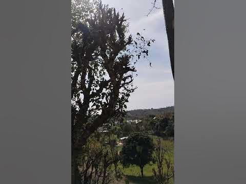 dekho Himachal mein kaise kam karte Hain log..... - YouTube