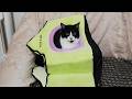 猫部屋ライブ楽しくワイワイ #412