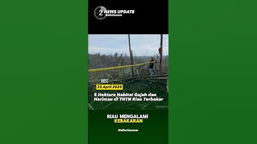 5 Hektare Habitat Gajah dan Harimau di TNTN Riau Terbakar #hutan #riau #kebakaran #beritaterkini