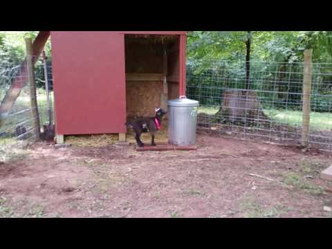 Nigerian dwarf goat