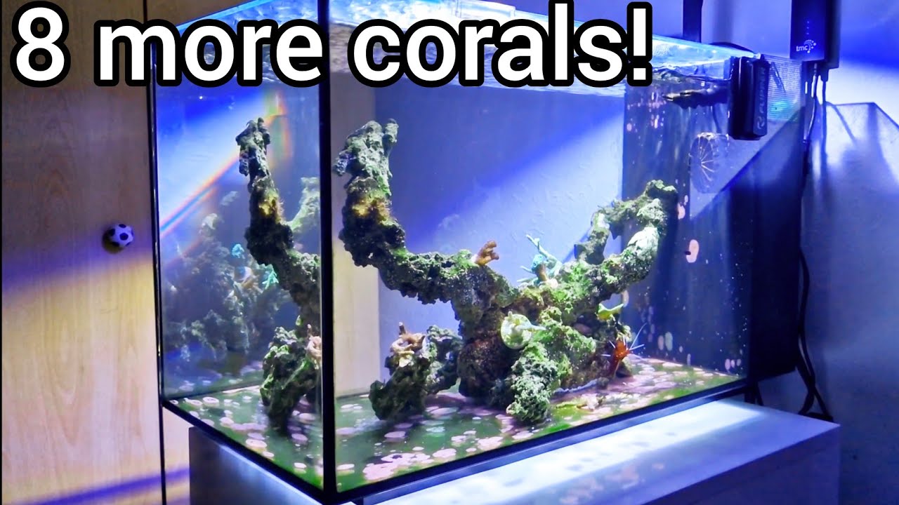 Nano Reef Tank Update | 8 more corals!