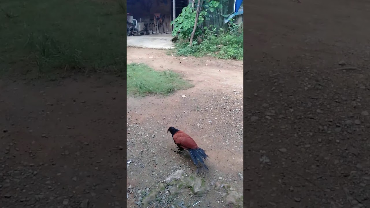 ATRAKSI BURUNG BUBUT JAWA JINAK MAKAN JANGKRIK 