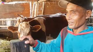 RAMUANNYA TOP hanya dengan daun ini sapi cepat kawin