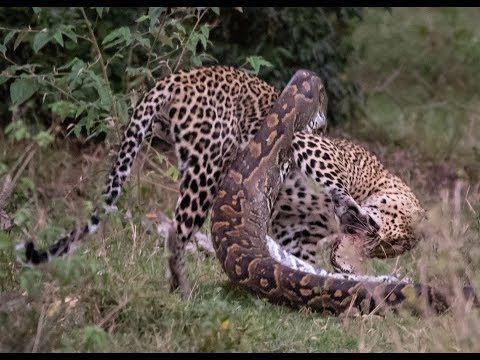 Leopard vs Big Python Snake Real Fight - Most Amazing Wild Animal ...