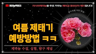 제라늄 권태기 제태기 예방방법 ㅋㅋㅋ