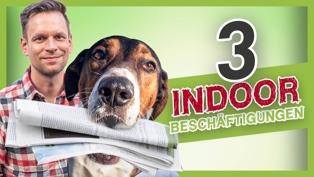3 Ideen Zur Indoor Beschaftigungen Fur Deinen Hund Hundetraining