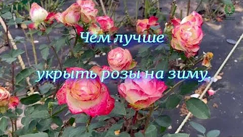 Чем лучше укрыть розы на зиму. Питомник растений Е. Иващенко