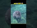 Hippo is Built different 🦛 #facts #knowledge #hippo #shorts #ytshorts