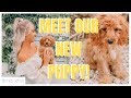 WE GOT A PUPPY!! Picking our puppy up + first few days!!