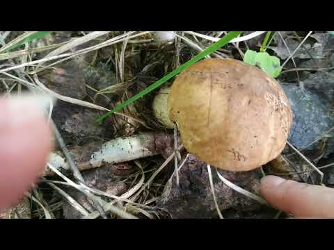 какие грибы мы