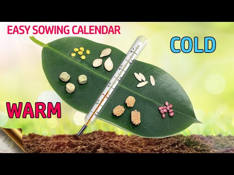 Video: Dates Of Sowing The Main Garden Crops In Open Ground. When To Plant Vegetables Outdoors? Table